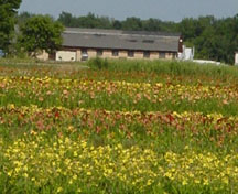 Daylilies on a Wisconsin farm